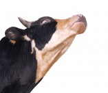 牛的头部特写图片