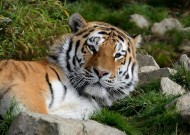 野外老虎图片大全