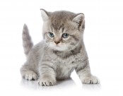 可爱的小猫图片大全