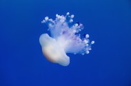 海洋中水母图片大全