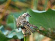 莲蓬上的白头鹎图片