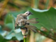 莲蓬上的白头鹎图片