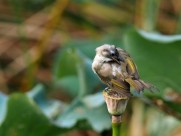 莲蓬上的白头鹎图片