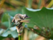 莲蓬上的白头鹎图片