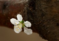 美丽的山桃花图片