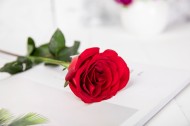红色的玫瑰花图片