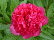 颜色艳丽的牡丹花图片大全