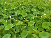 碧绿的荷叶图片大全