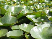 碧绿的荷叶图片大全