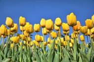 美丽的黄色郁金香图片