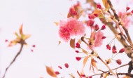 春天粉色的樱花图片大全