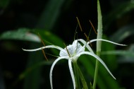 蜘蛛兰图片大全