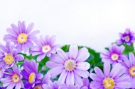 各种颜色的雏菊图片