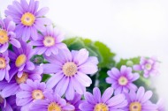 各种颜色的雏菊图片