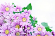 各种颜色的雏菊图片