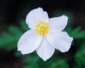 美丽的白色野花图片大全