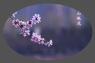 山桃花图片大全