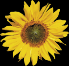 向日葵透明背景PNG图片