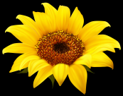 向日葵透明背景PNG图片