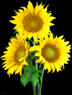 向日葵透明背景PNG图片