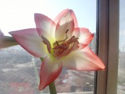 朱顶红图片大全