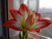 朱顶红图片大全