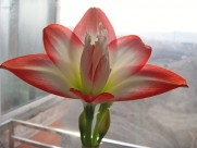 朱顶红图片大全