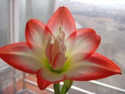 朱顶红图片大全