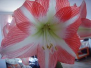 朱顶红图片大全