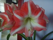 朱顶红图片大全