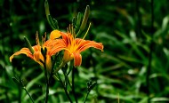 橘黄的萱草花图片