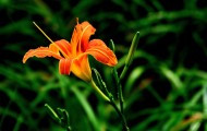 橘黄的萱草花图片
