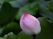 雨后荷花图片