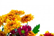 鲜艳美丽的菊花图片
