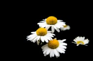 白色雏菊图片