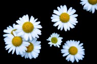 白色雏菊图片