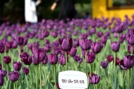 多姿多彩的郁金香图片