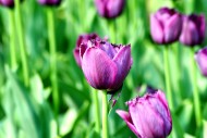 多姿多彩的郁金香图片