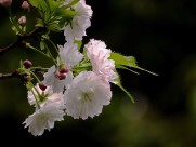 典雅芬芳的樱花图片大全