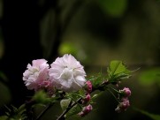 典雅芬芳的樱花图片大全