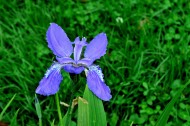 鸢尾花图片