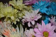 五颜六色的菊花图片大全