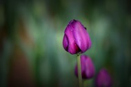 美丽的郁金香图片