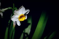 水仙花图片