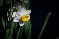 水仙花图片