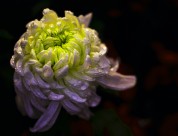 秋天的菊花图片大全