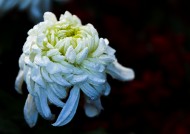 秋天的菊花图片大全