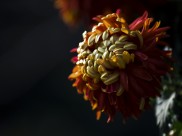 秋天的菊花图片大全