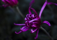 秋天的菊花图片大全