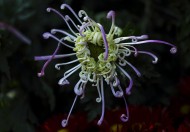 秋天的菊花图片大全